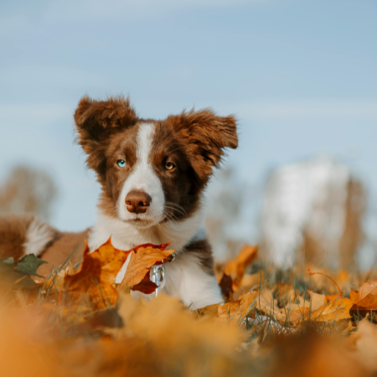 Braun Orange Blau Verspielt Gruß Herbst Instagram Post
